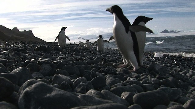 Adelie Penguin - ML466780