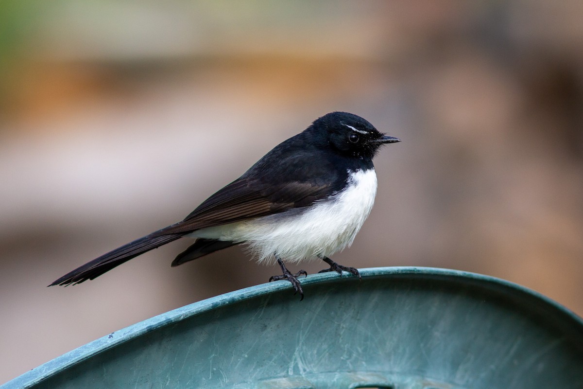 Willie-wagtail - ML466782081