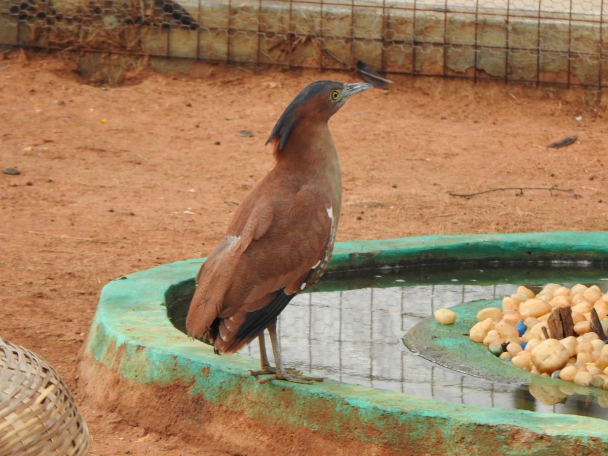 Malayan Night Heron - ML466782261