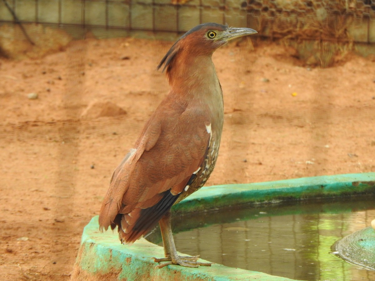 Malayan Night Heron - Arulvelan Thillainayagam