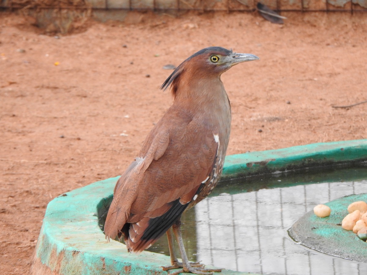 Malayan Night Heron - ML466782601