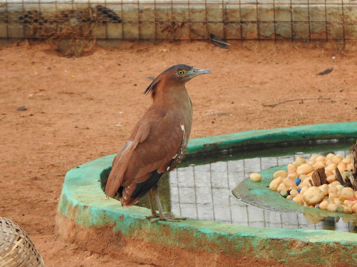 Malayan Night Heron - Arulvelan Thillainayagam