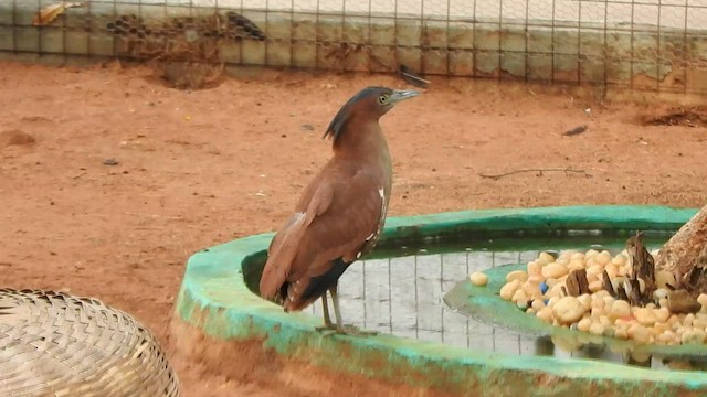 Malayan Night Heron - ML466782801