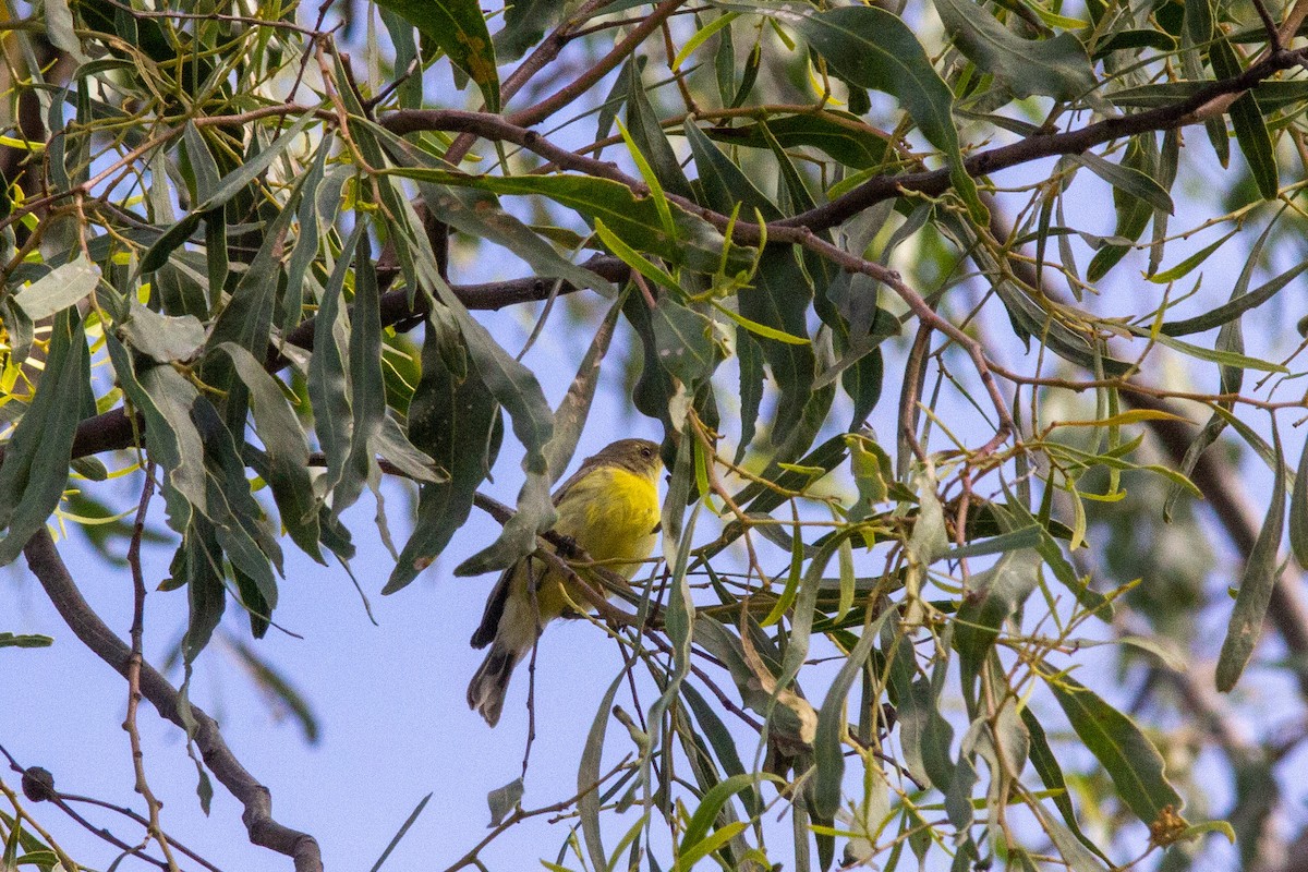 Weißkehlgerygone - ML466782861