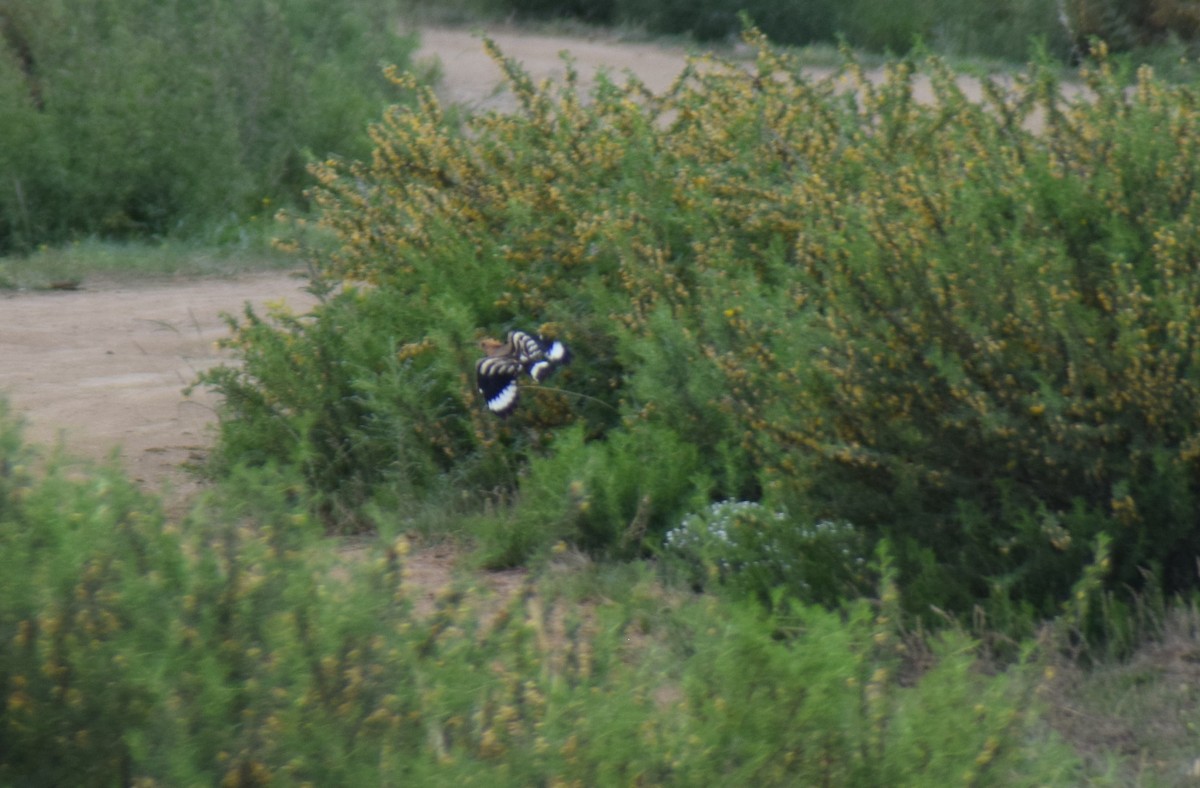 Eurasian Hoopoe - ML466782961