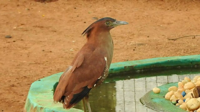 Malayan Night Heron - ML466782981