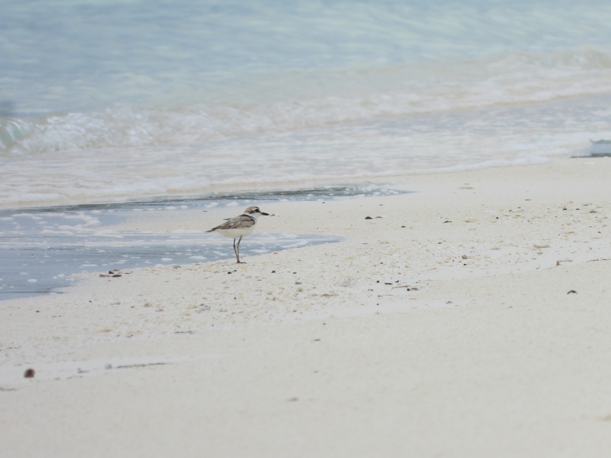 Malaysian Plover - ML466783341