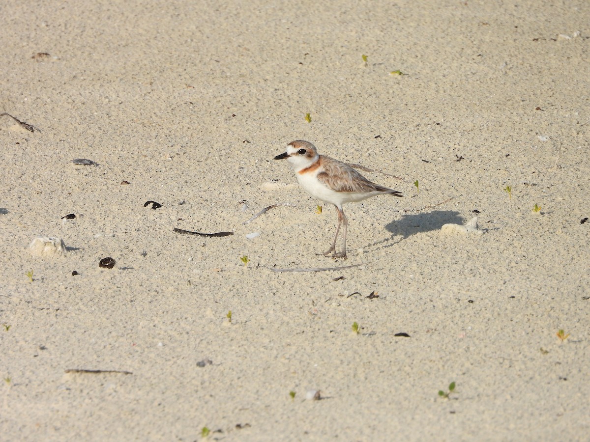 Malaysian Plover - ML466783351