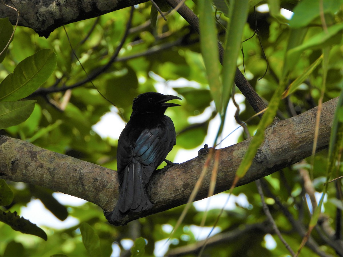 Palawan Drongo (Cuyo) - ML466783871