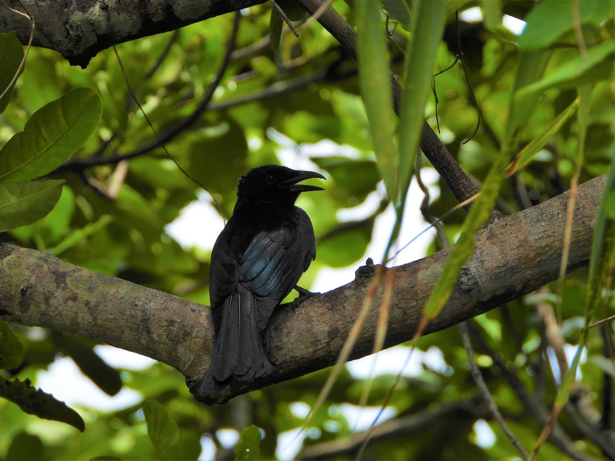 Drongo de Palawan (palawanensis) - ML466783871