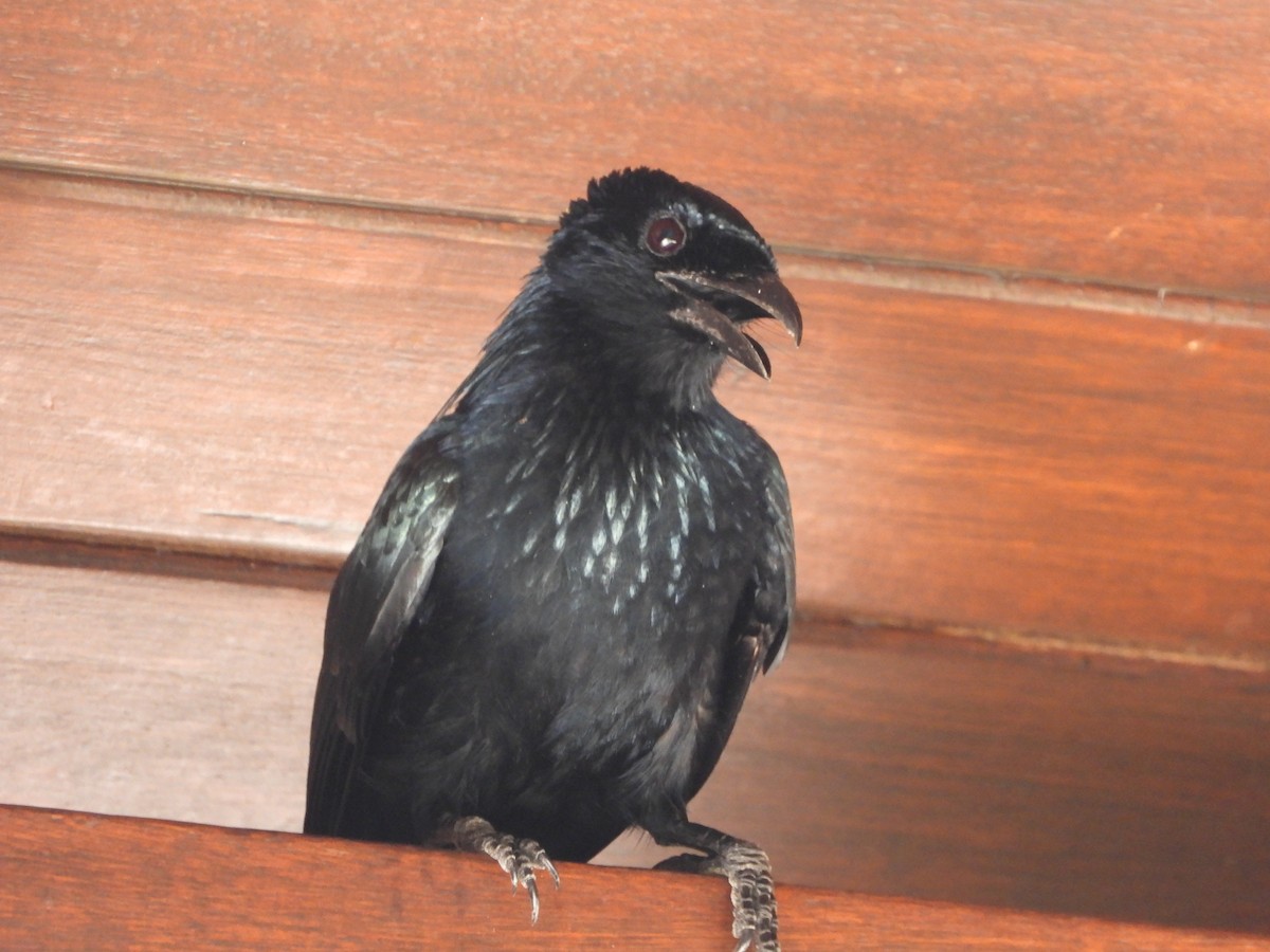 Palawan Drongo (Cuyo) - ML466783881