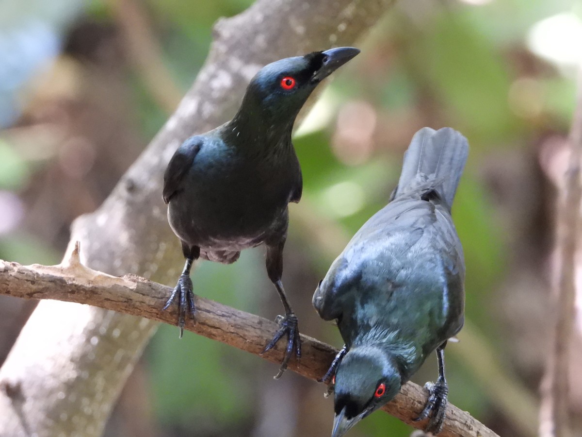 Asian Glossy Starling - ML466783901