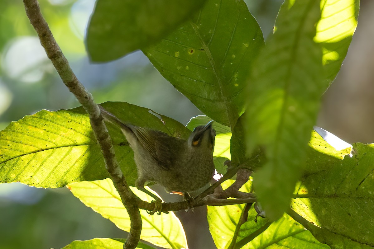 Western Wattled-Honeyeater - ML466785681