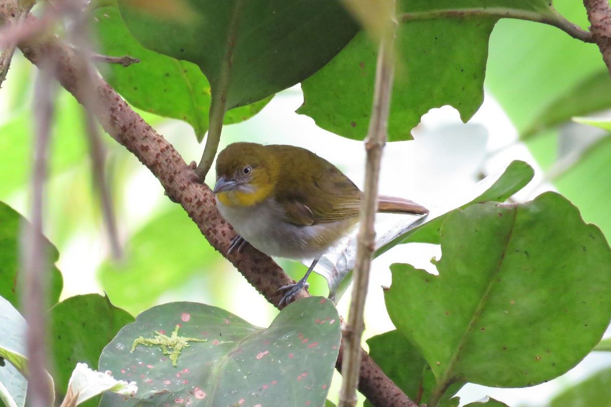 Yellow-throated Chlorospingus - Juan Pablo Arboleda