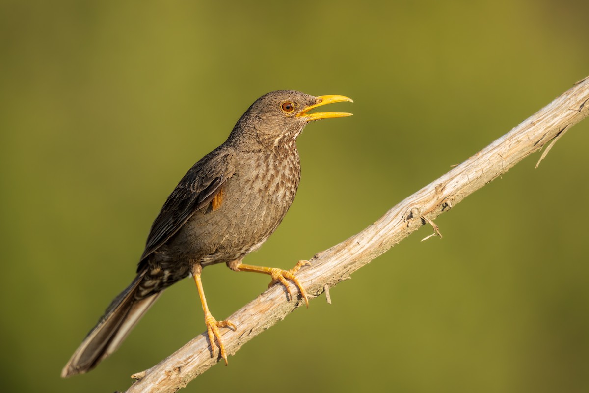 Yemen Thrush - ML466789571