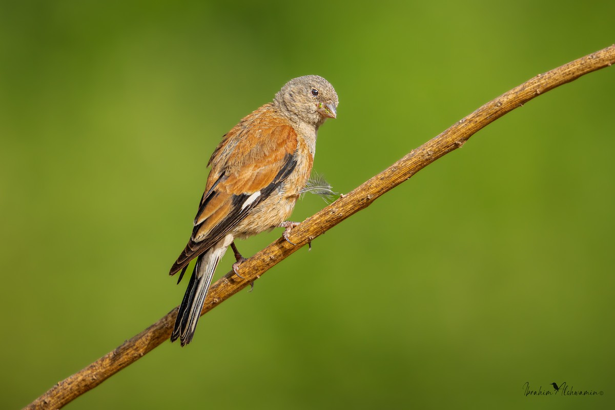 Yemen Linnet - ML466791961