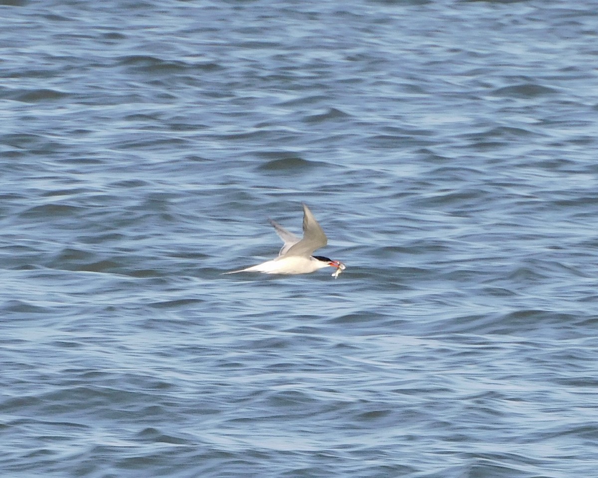 Common Tern - ML466792011