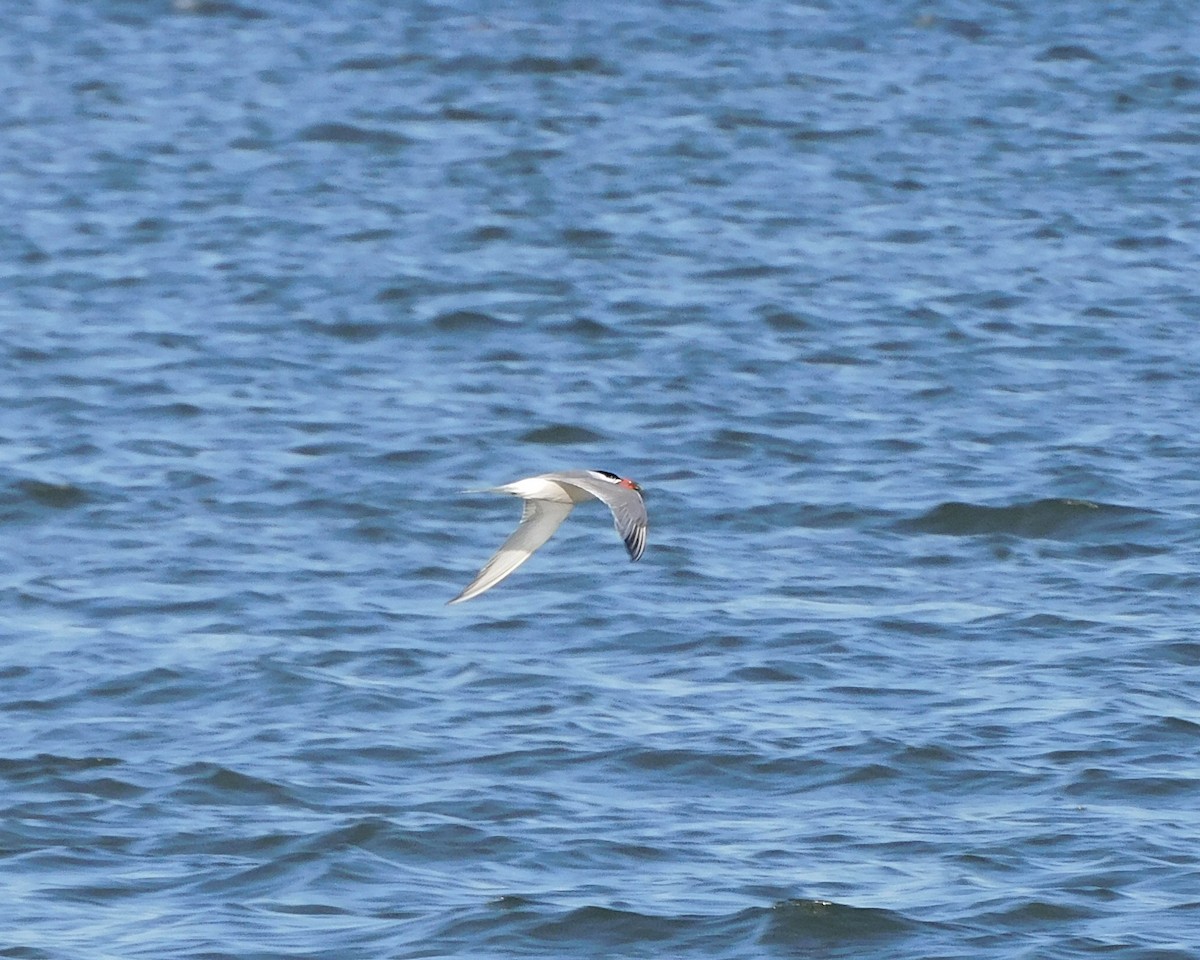 Common Tern - ML466792021