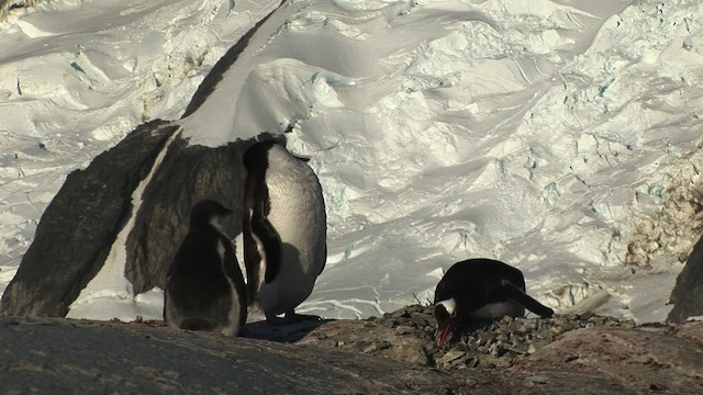 tučňák oslí - ML466793
