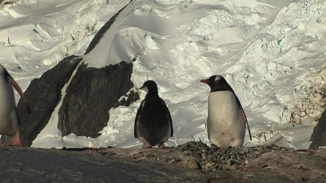 Gentoo Penguin - ML466794