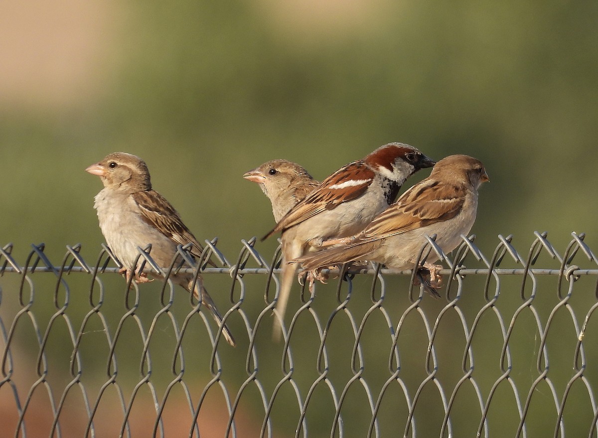 House Sparrow - ML466794201