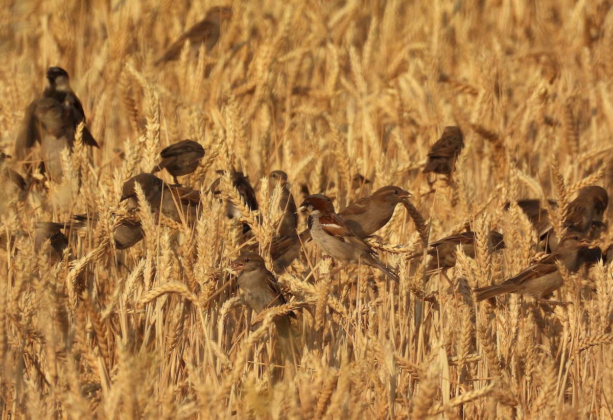 House Sparrow - ML466794231