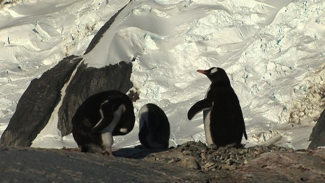 tučňák oslí - ML466795