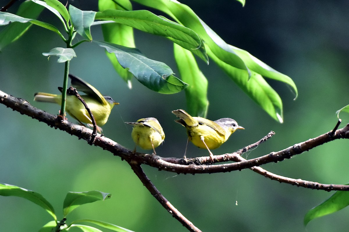 Gray-hooded Warbler - Harish Dobhal