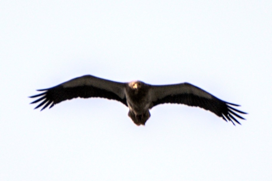 Egyptian Vulture - ML466796321