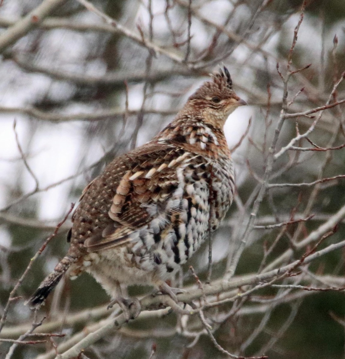 Ruffed Grouse - ML46679671