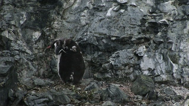 tučňák oslí - ML466797