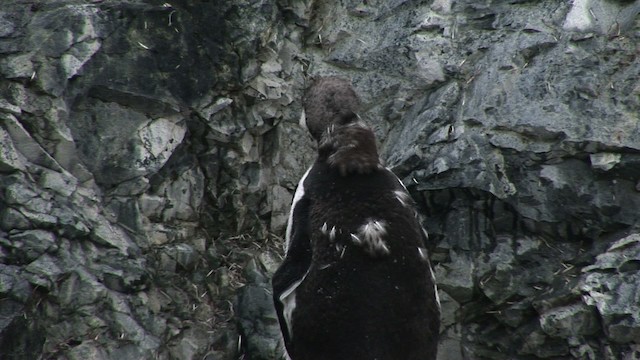 tučňák oslí - ML466798