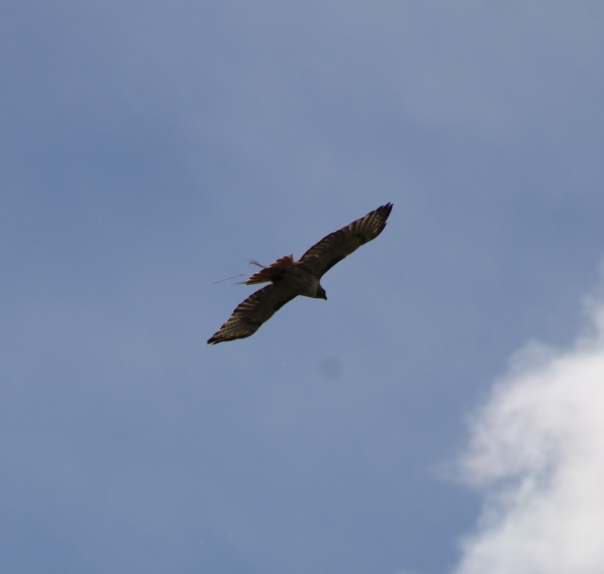 Red-tailed Hawk - ML466799171