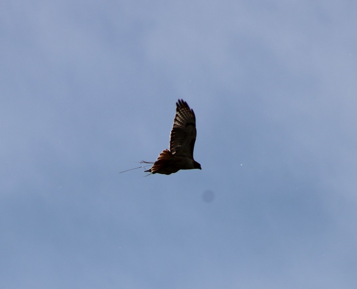 Red-tailed Hawk - ML466799181