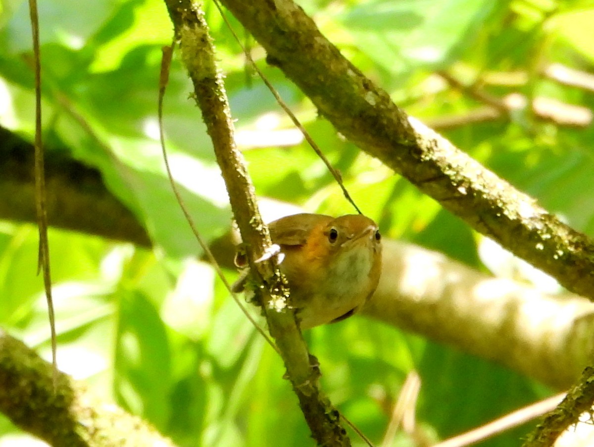 Long-billed Gnatwren (Trilling) - ML466799211