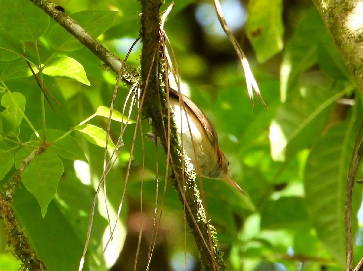 Long-billed Gnatwren (Trilling) - ML466799221