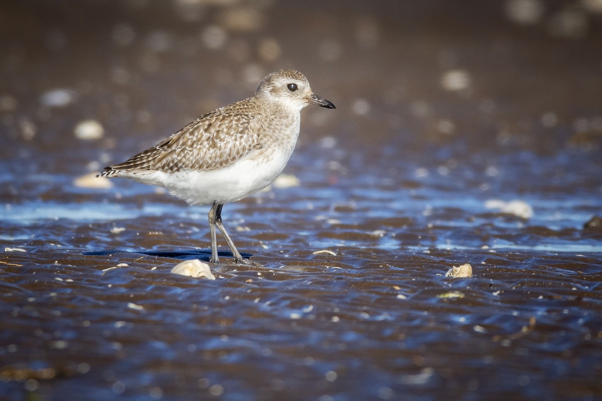 Black-bellied Plover - ADRIAN GRILLI