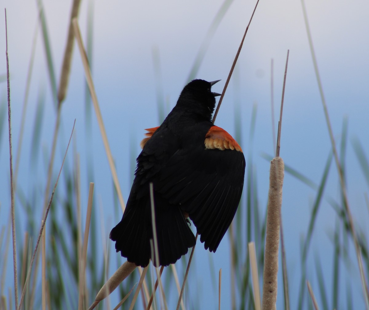 Red-winged Blackbird - ML466799821