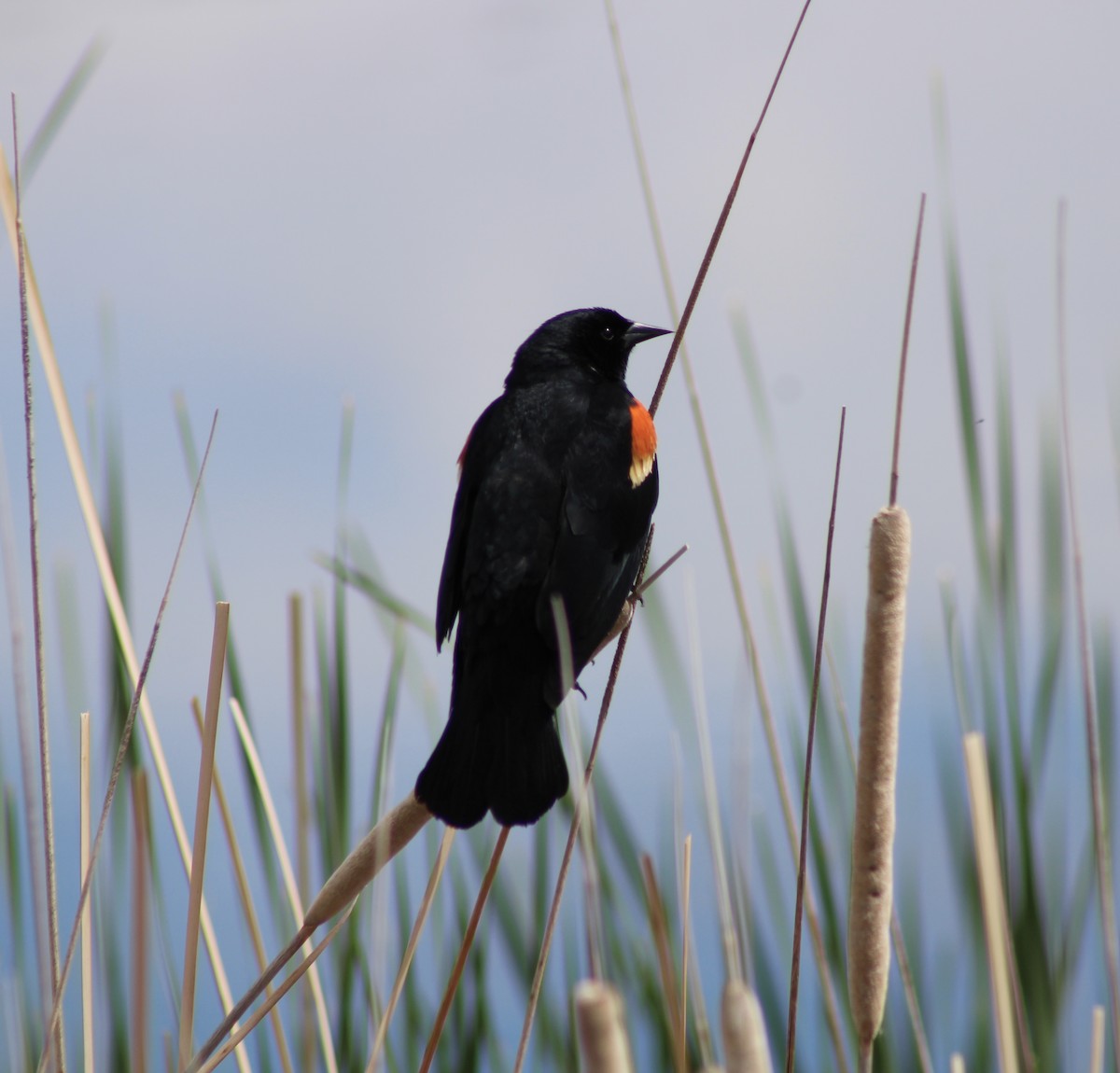 Red-winged Blackbird - ML466799831