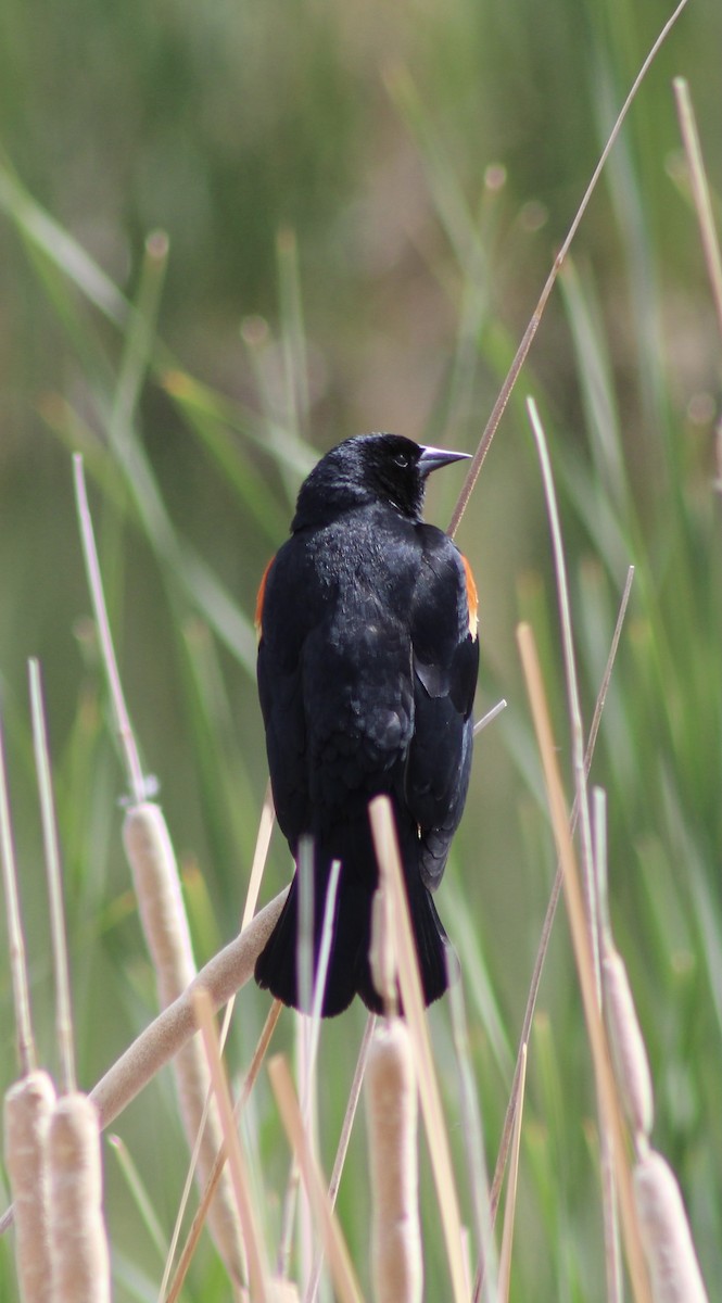 Red-winged Blackbird - ML466799841