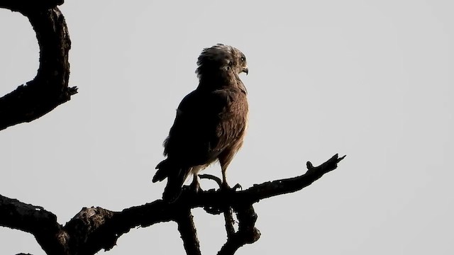 Banded Snake-Eagle - ML466800031