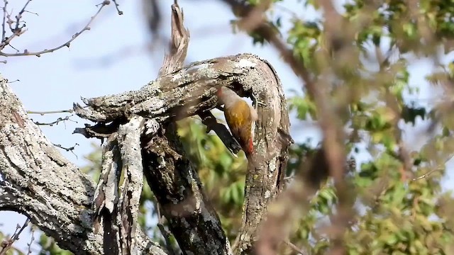 African Gray Woodpecker - ML466800161
