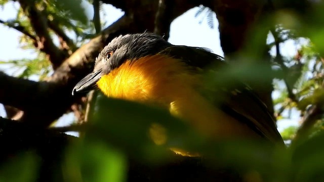 Gray-headed Bushshrike - ML466800251