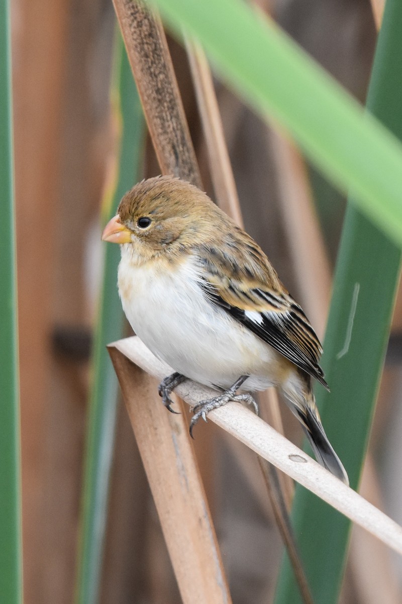 Chestnut-throated Seedeater - ML466800631