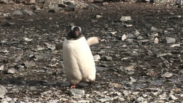 Gentoo Penguin - ML466801
