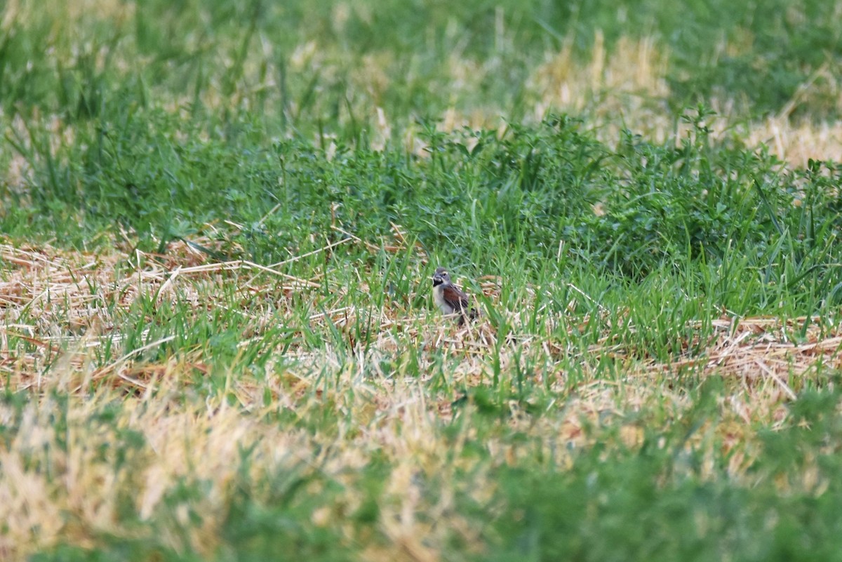 Dickcissel - ML466801731