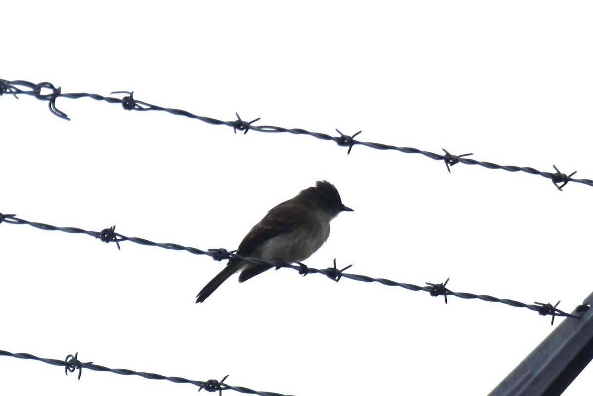 Eastern Phoebe - ML466801791