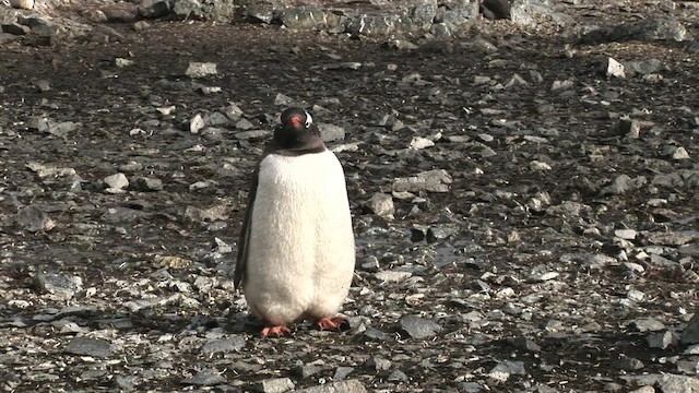 Gentoo Penguin - ML466802