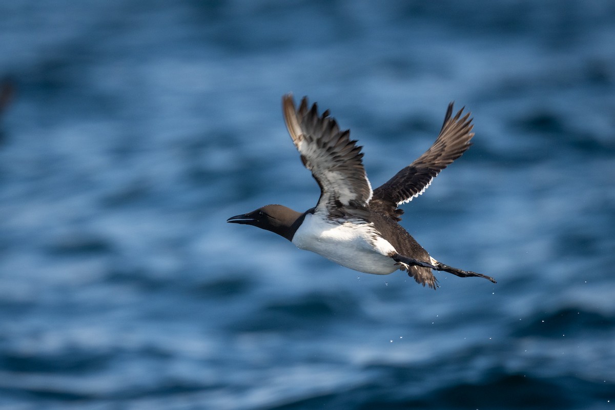 Common Murre - ML466803671