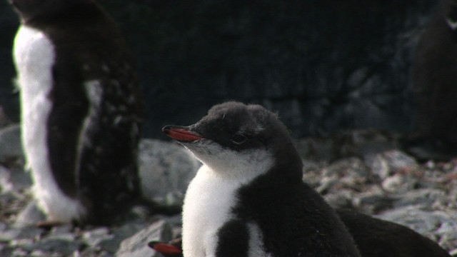 Ослиный пингвин - ML466804